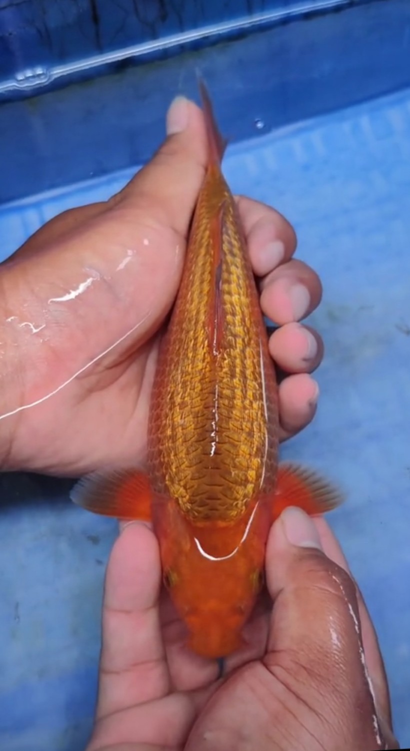 Best In Size E 16 - 20 cm
