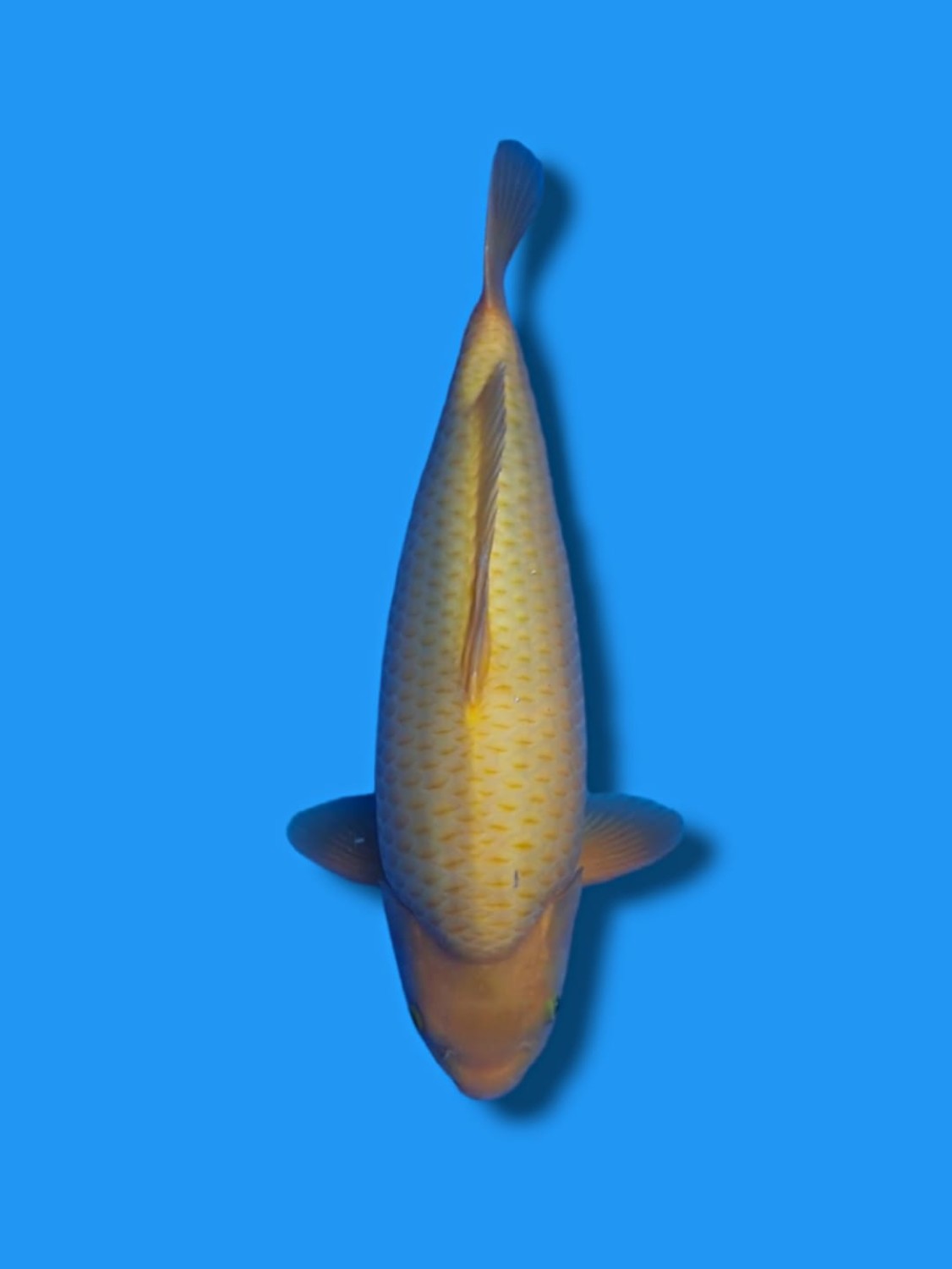 Juara 1