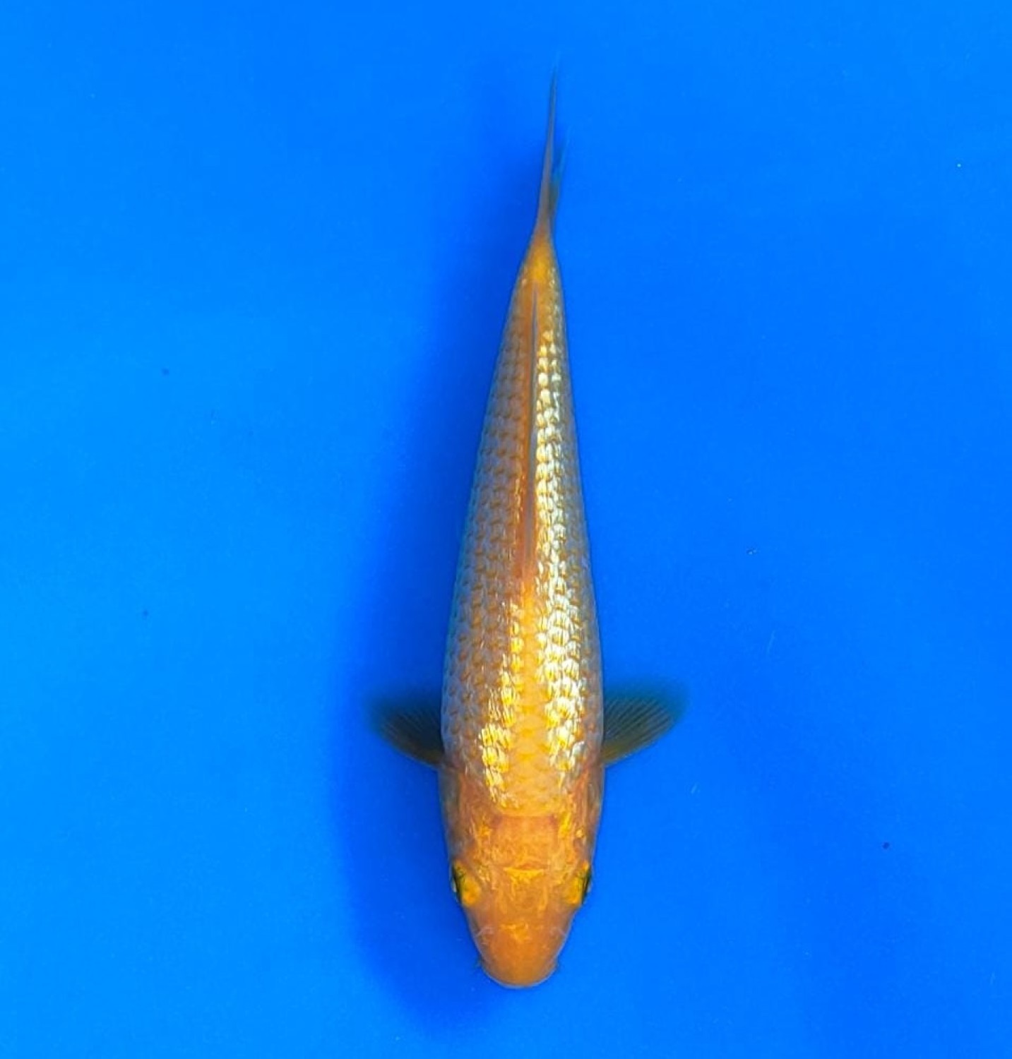 Juara 4