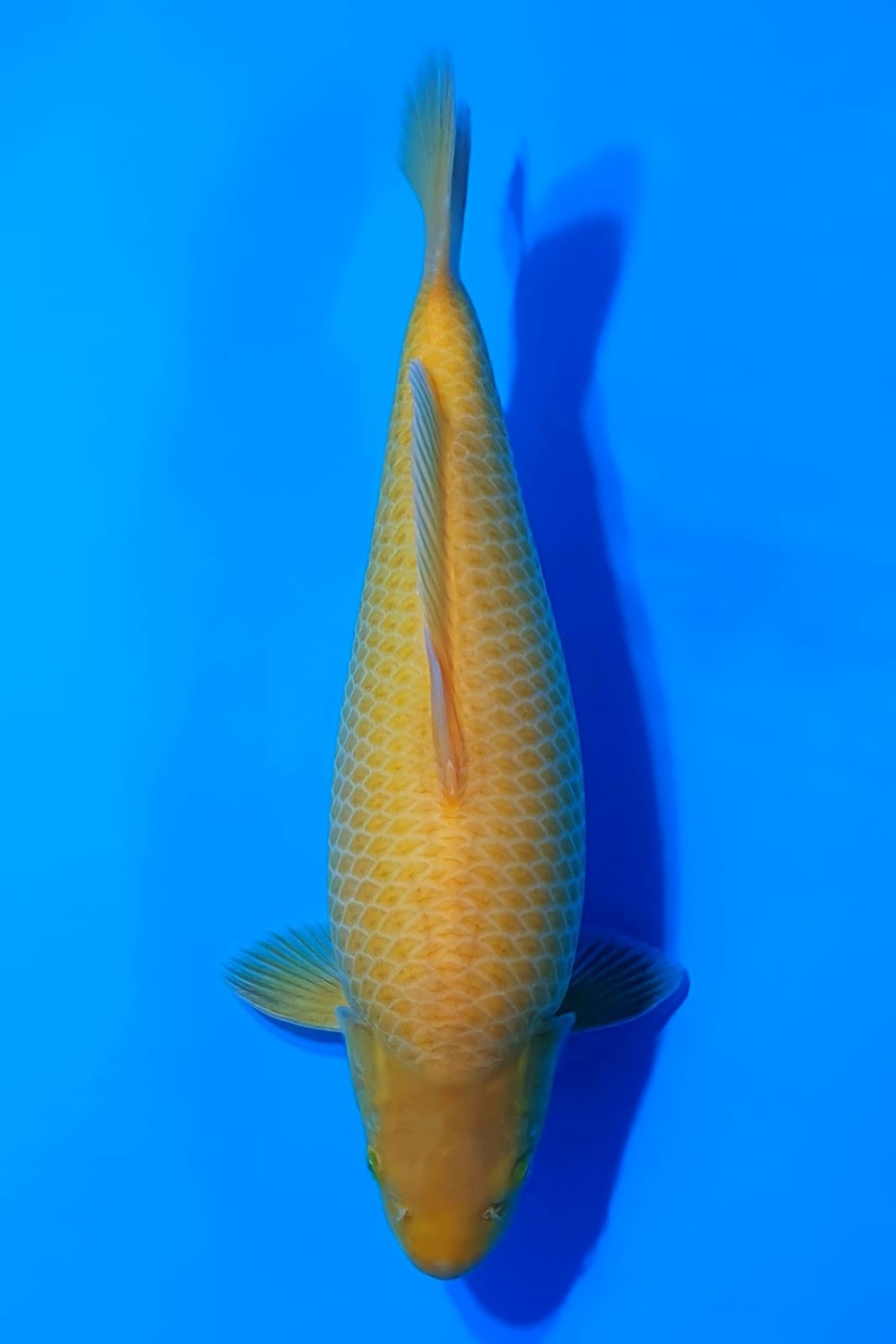 Juara 3