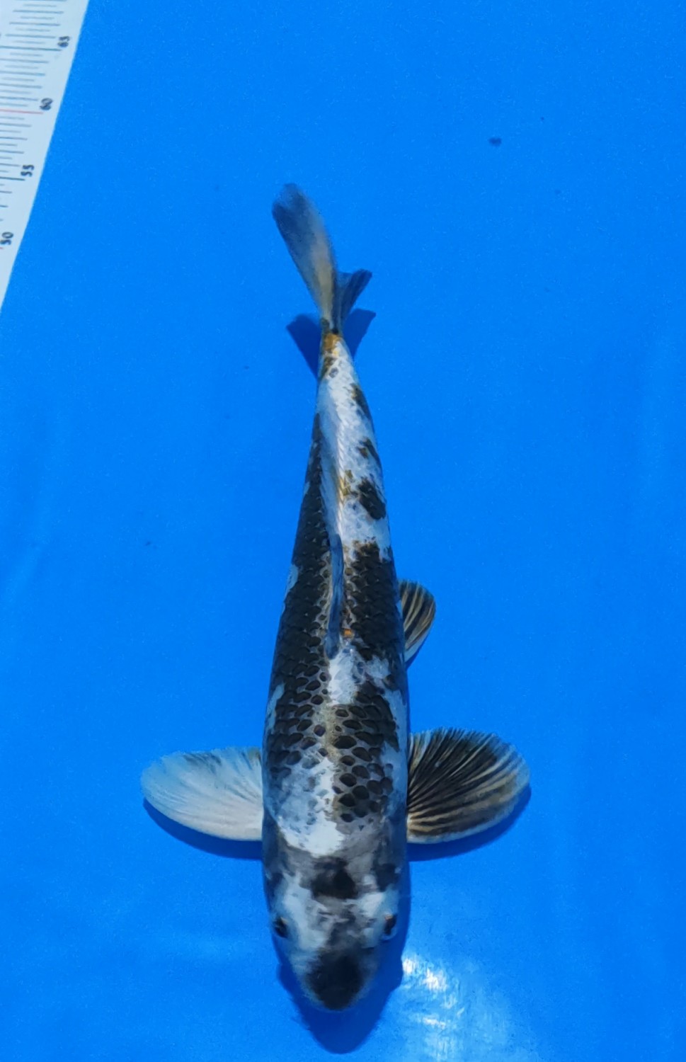 Juara 3