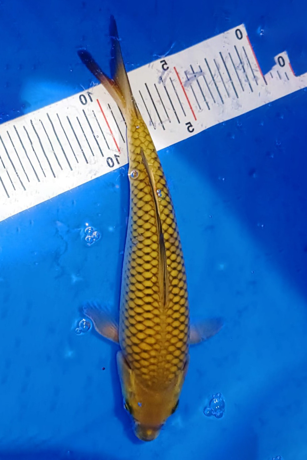 Juara 3