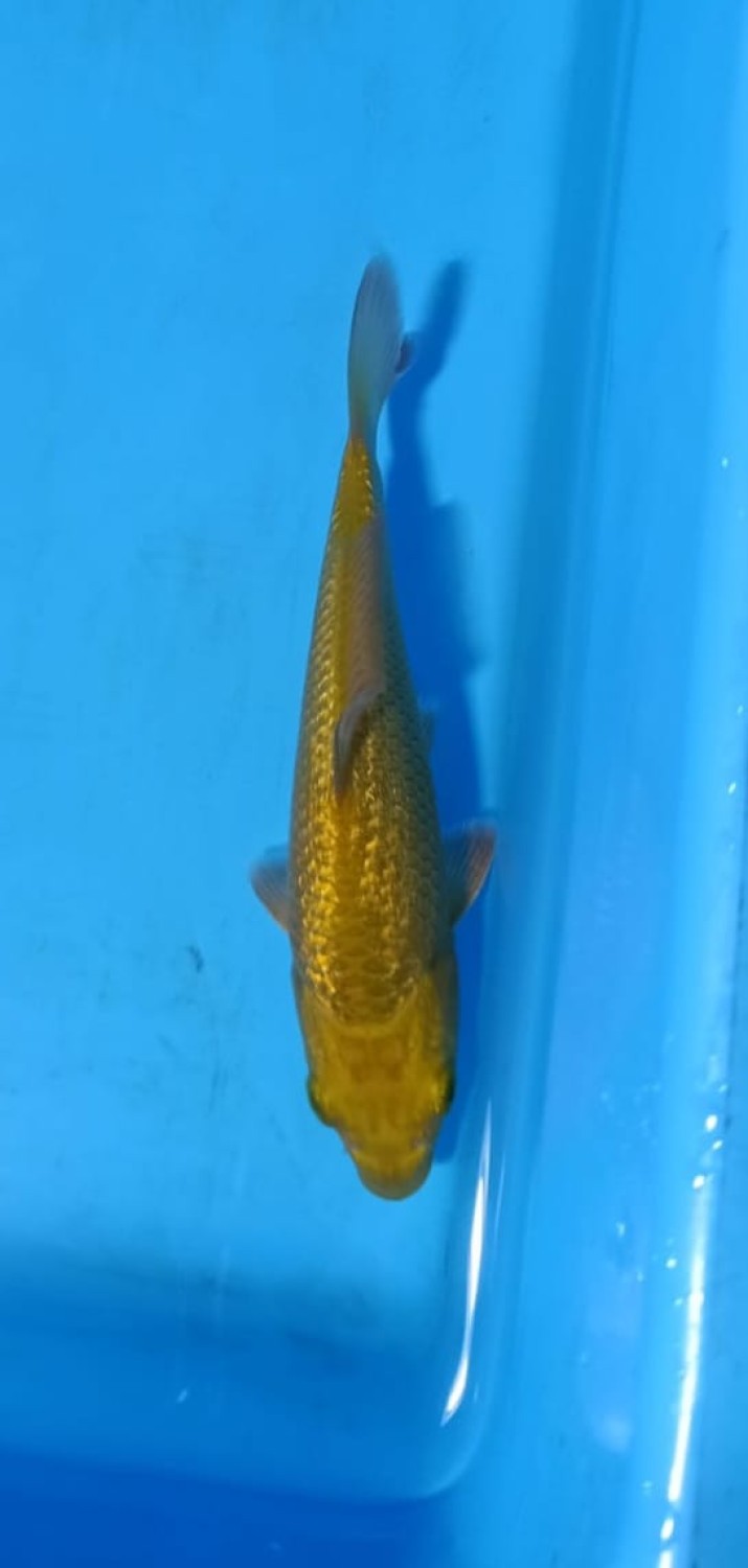 Juara 1