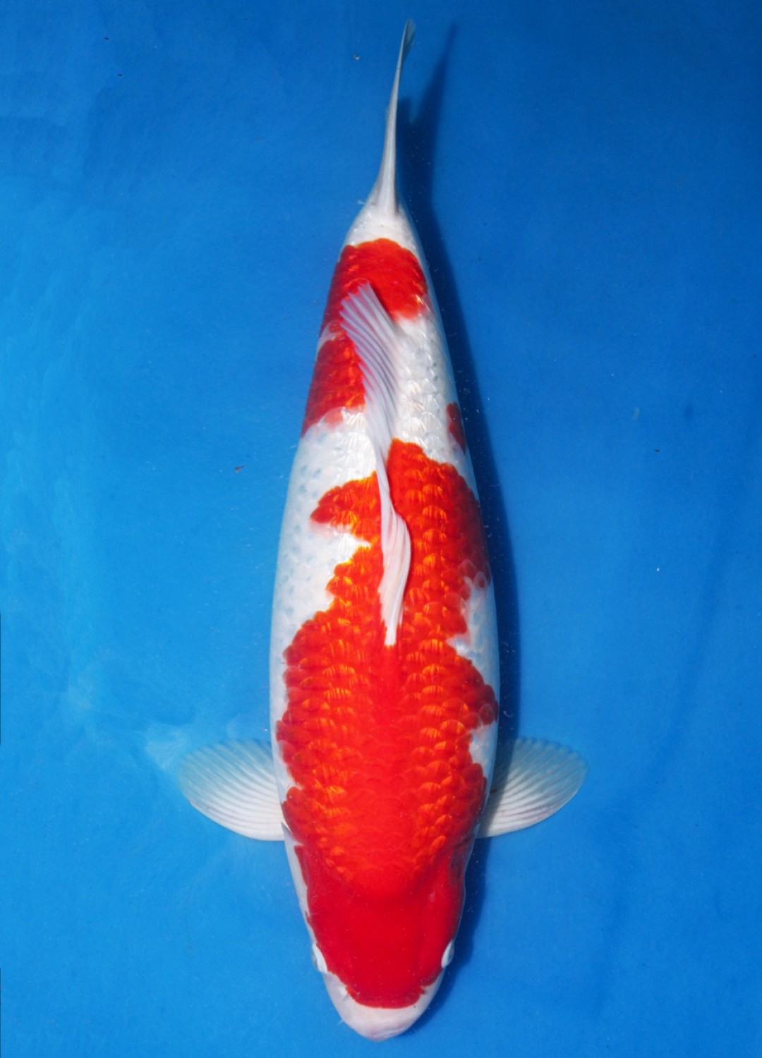 Juara 1