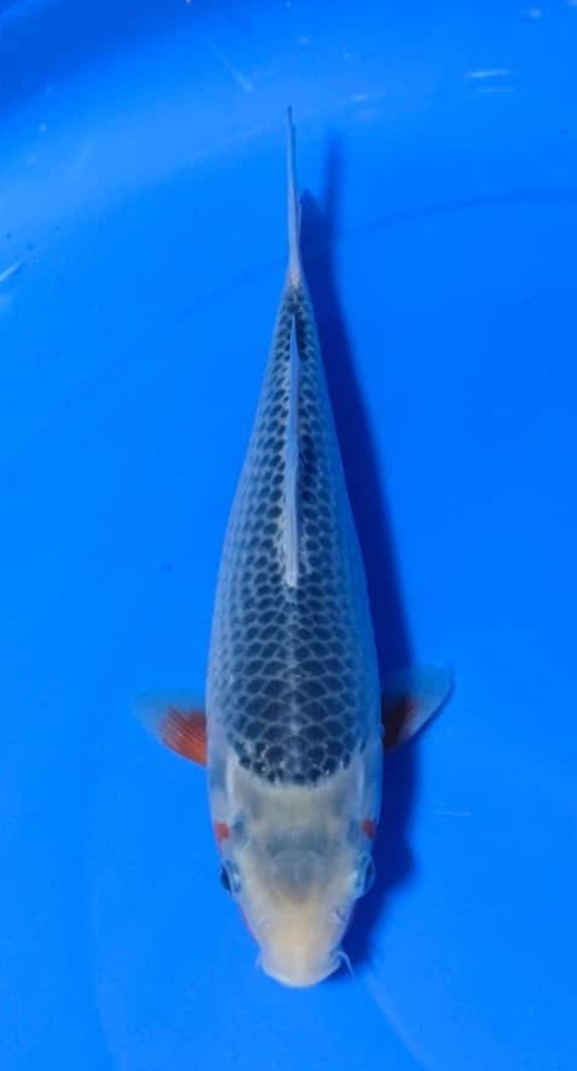 Juara 2