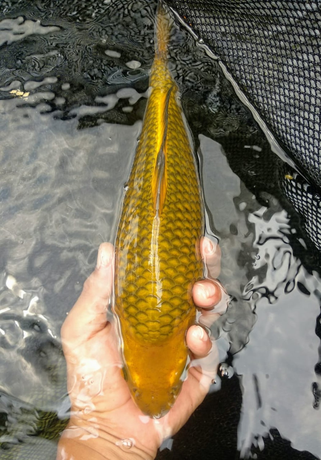Juara 2