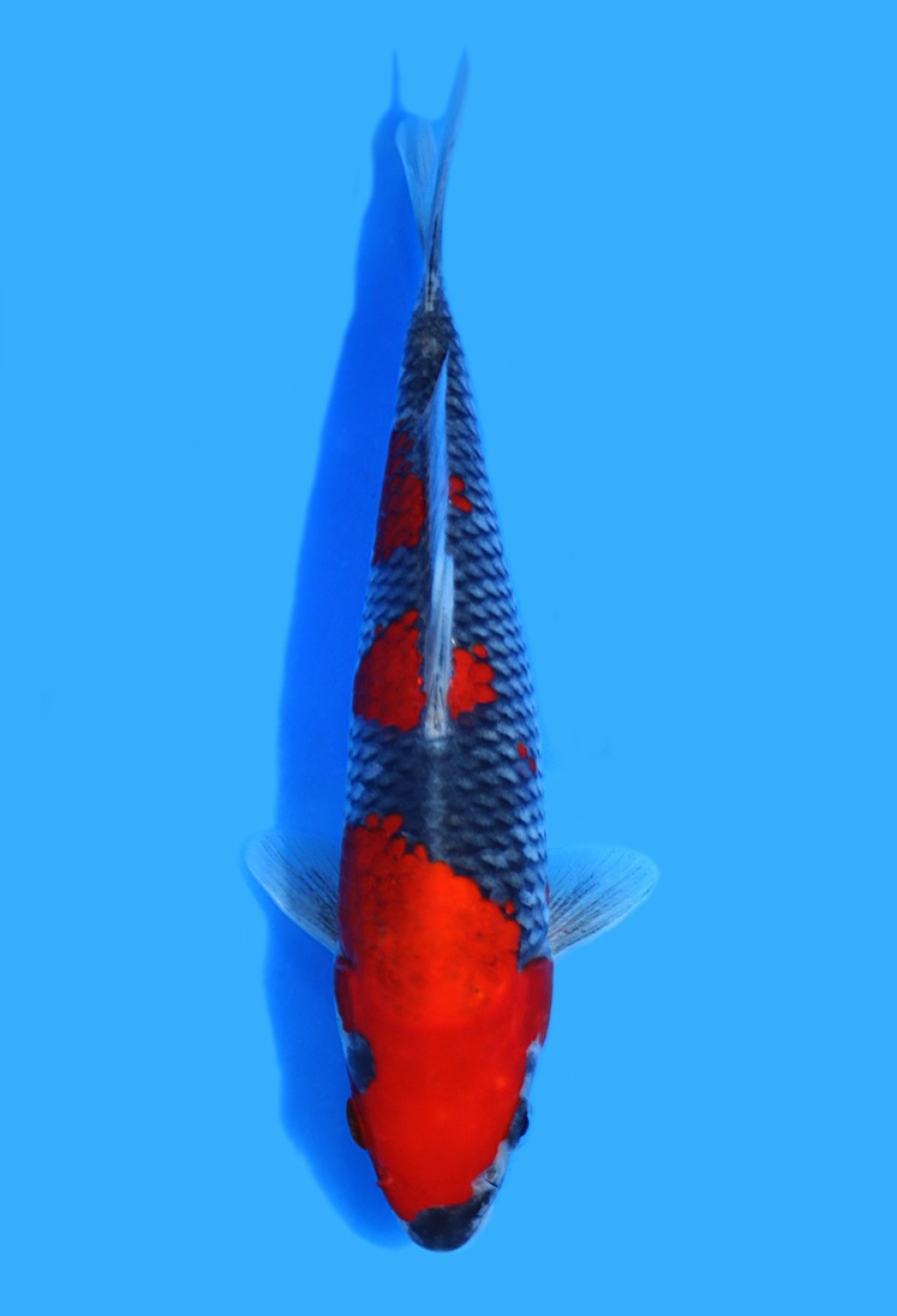 Juara 1
