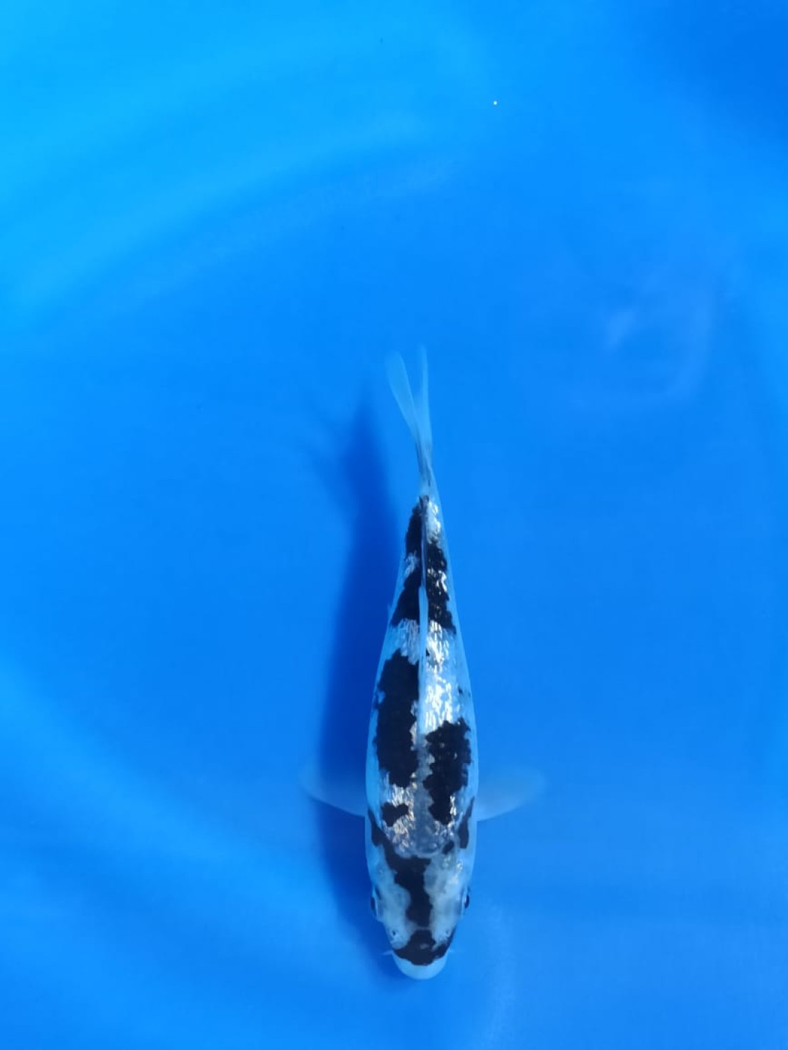 Juara 2