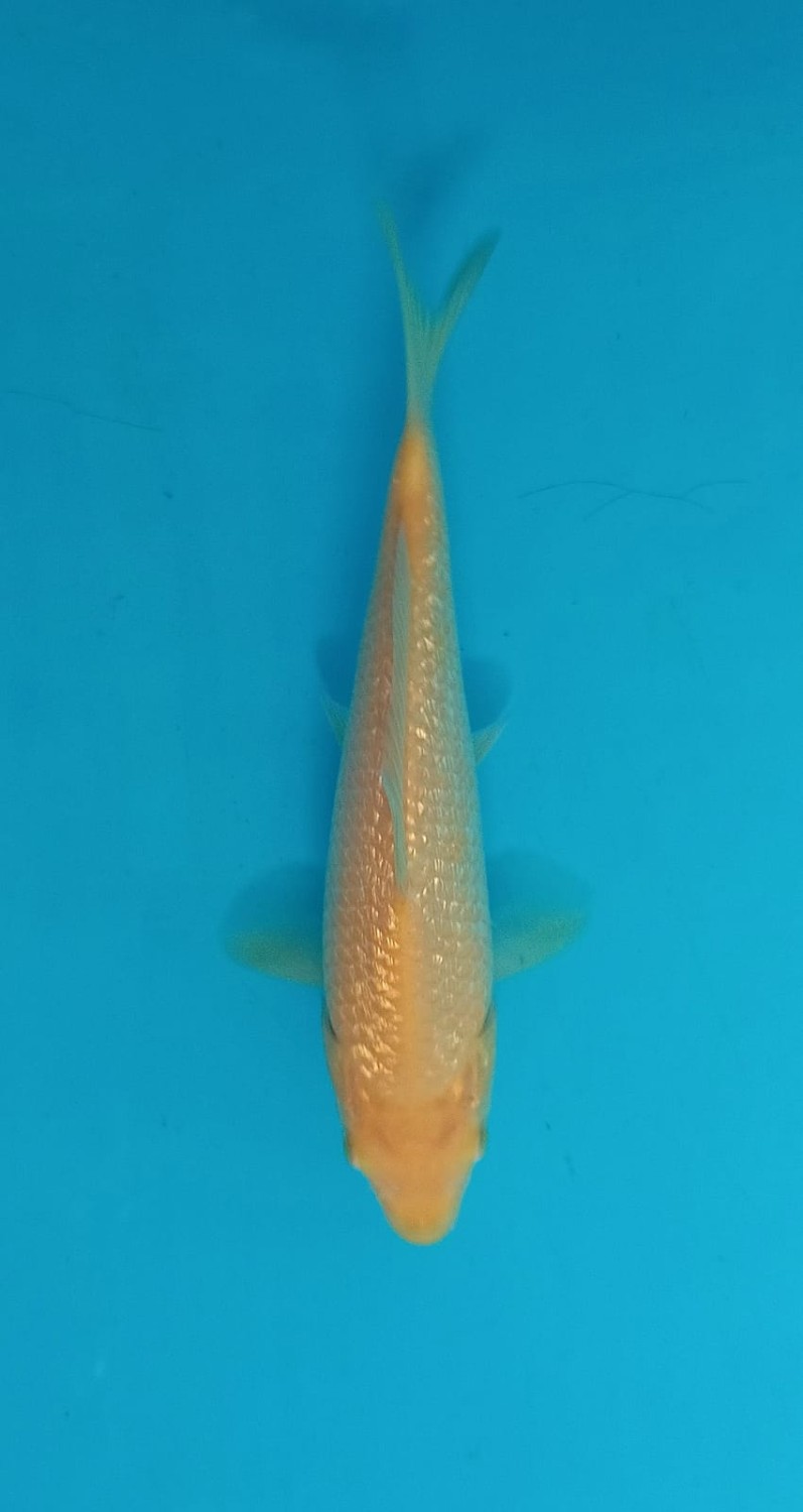 Juara 5