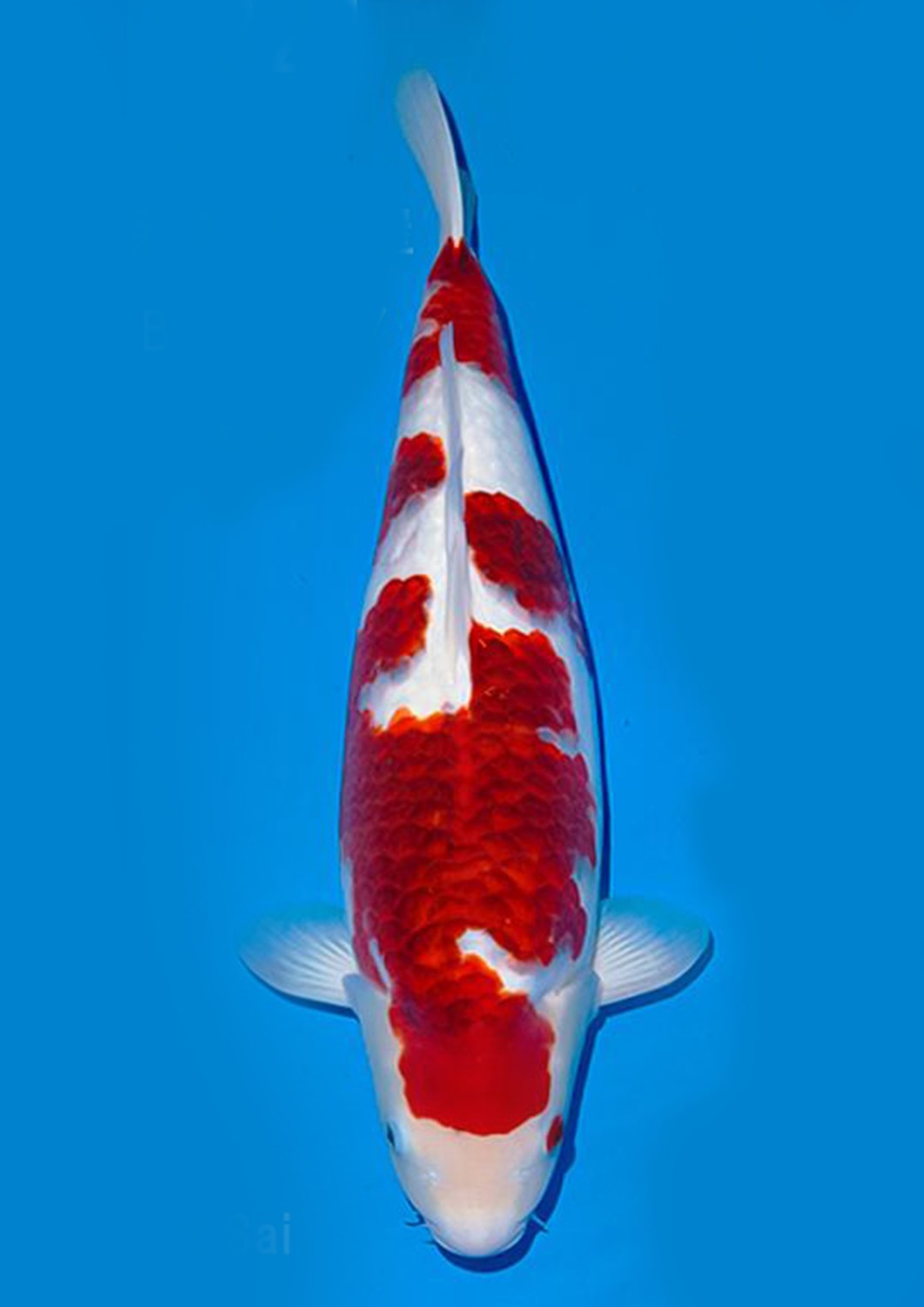 Juara 1