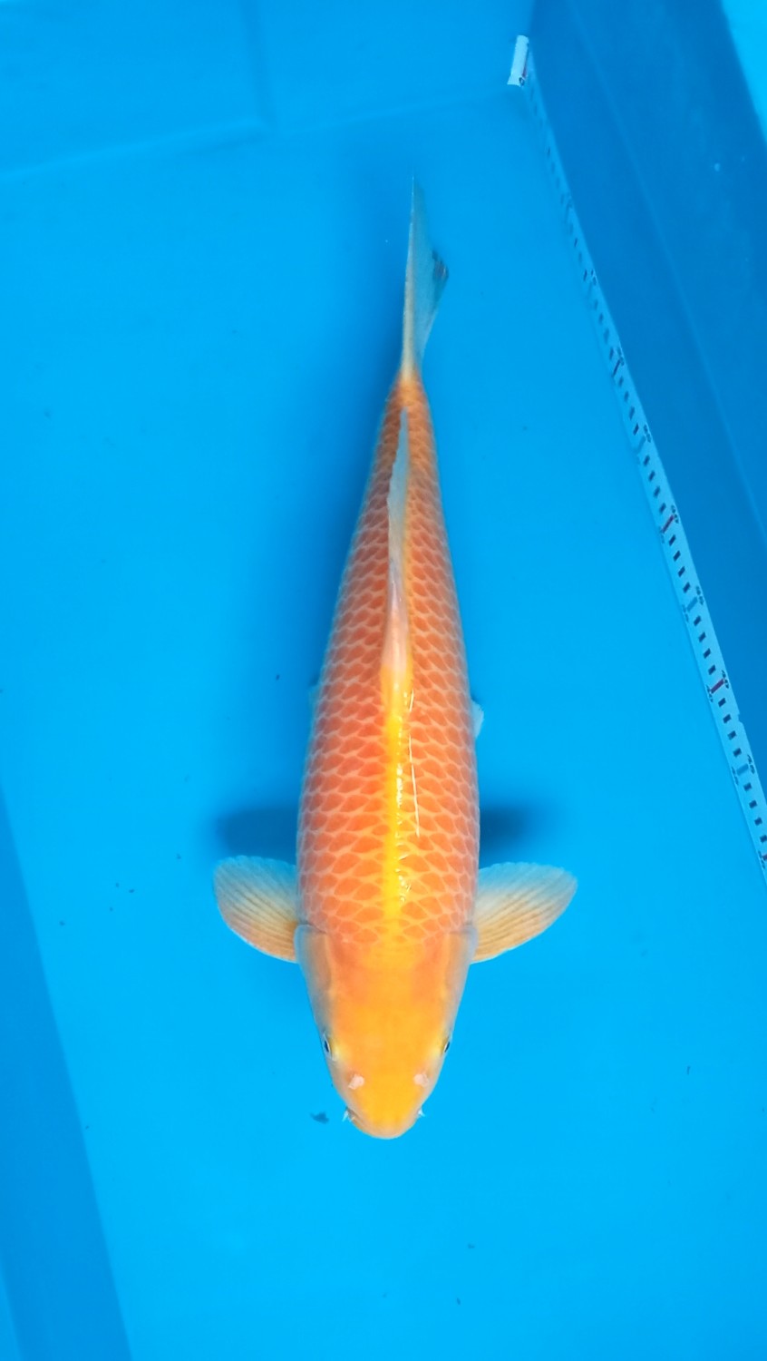 Juara 4