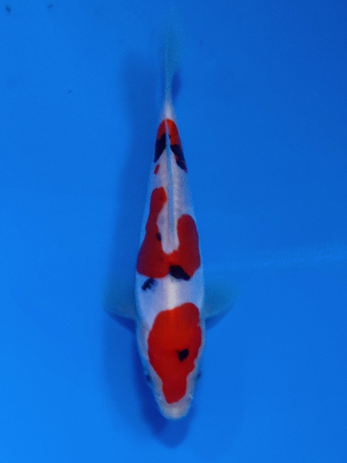 Best In Size C 13 - 15 cm
