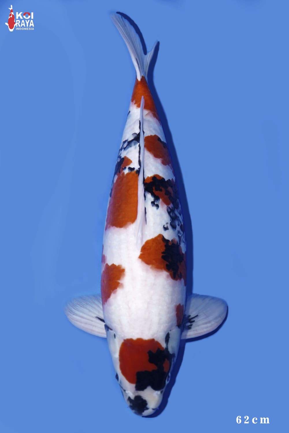 Juara 4