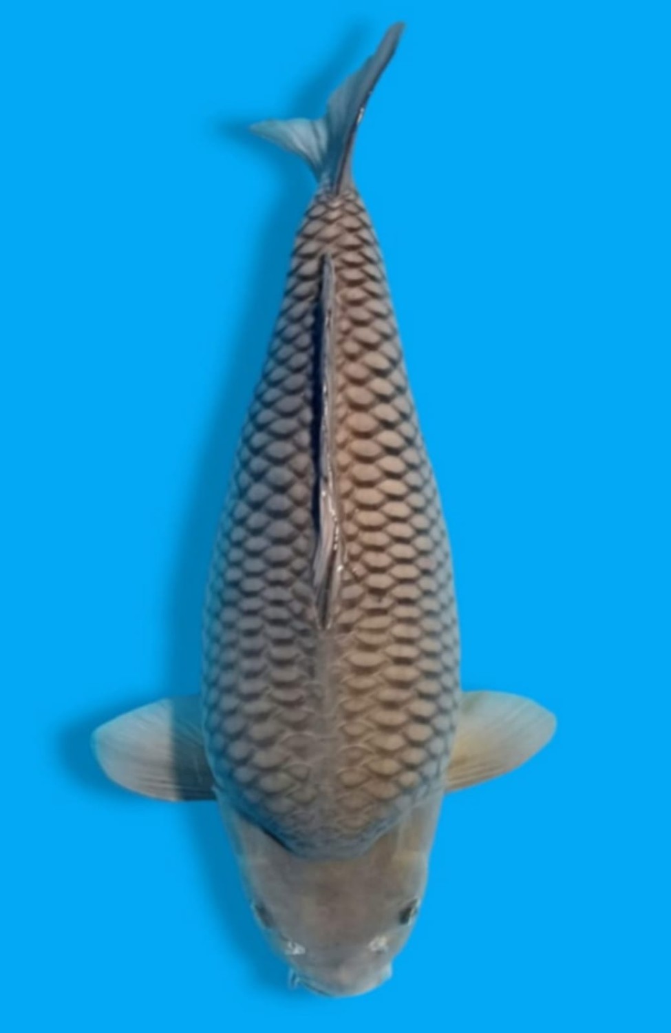 Juara 3