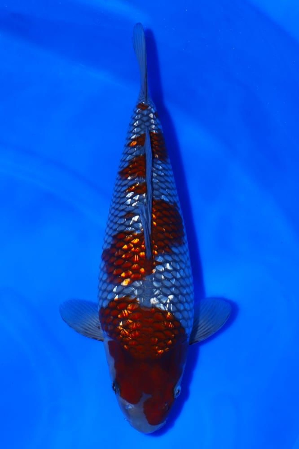 Juara 5