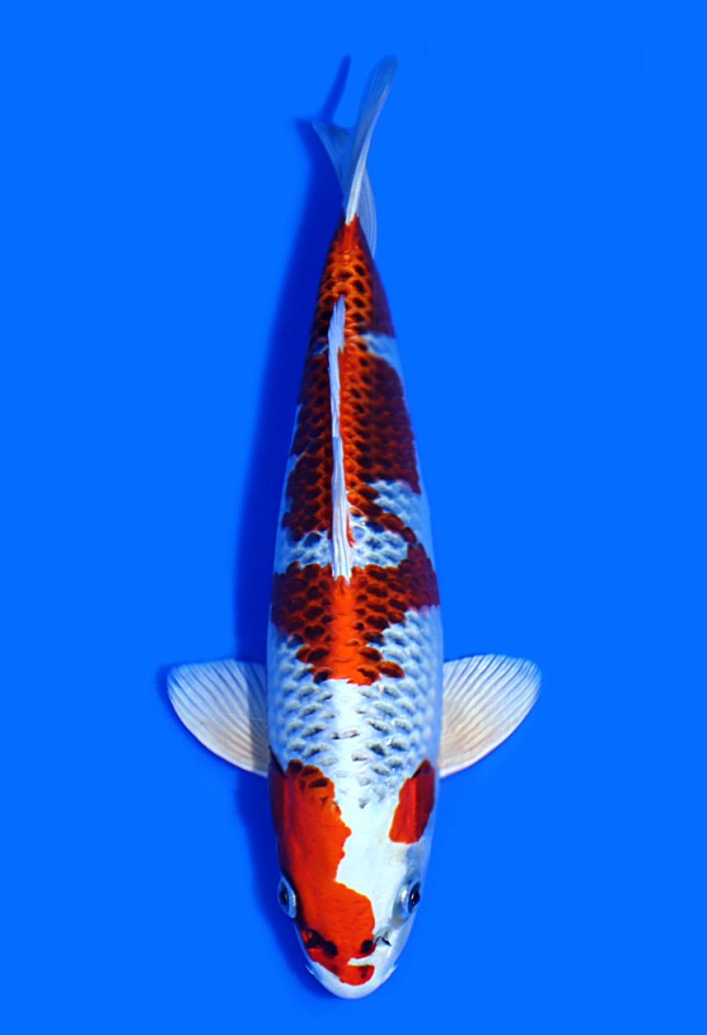 Juara 2