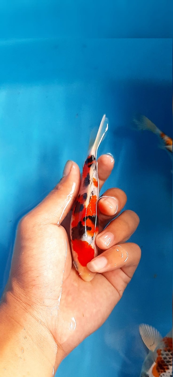Juara 4