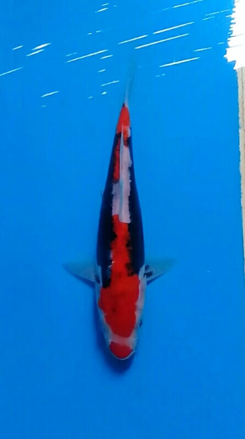 Juara 5