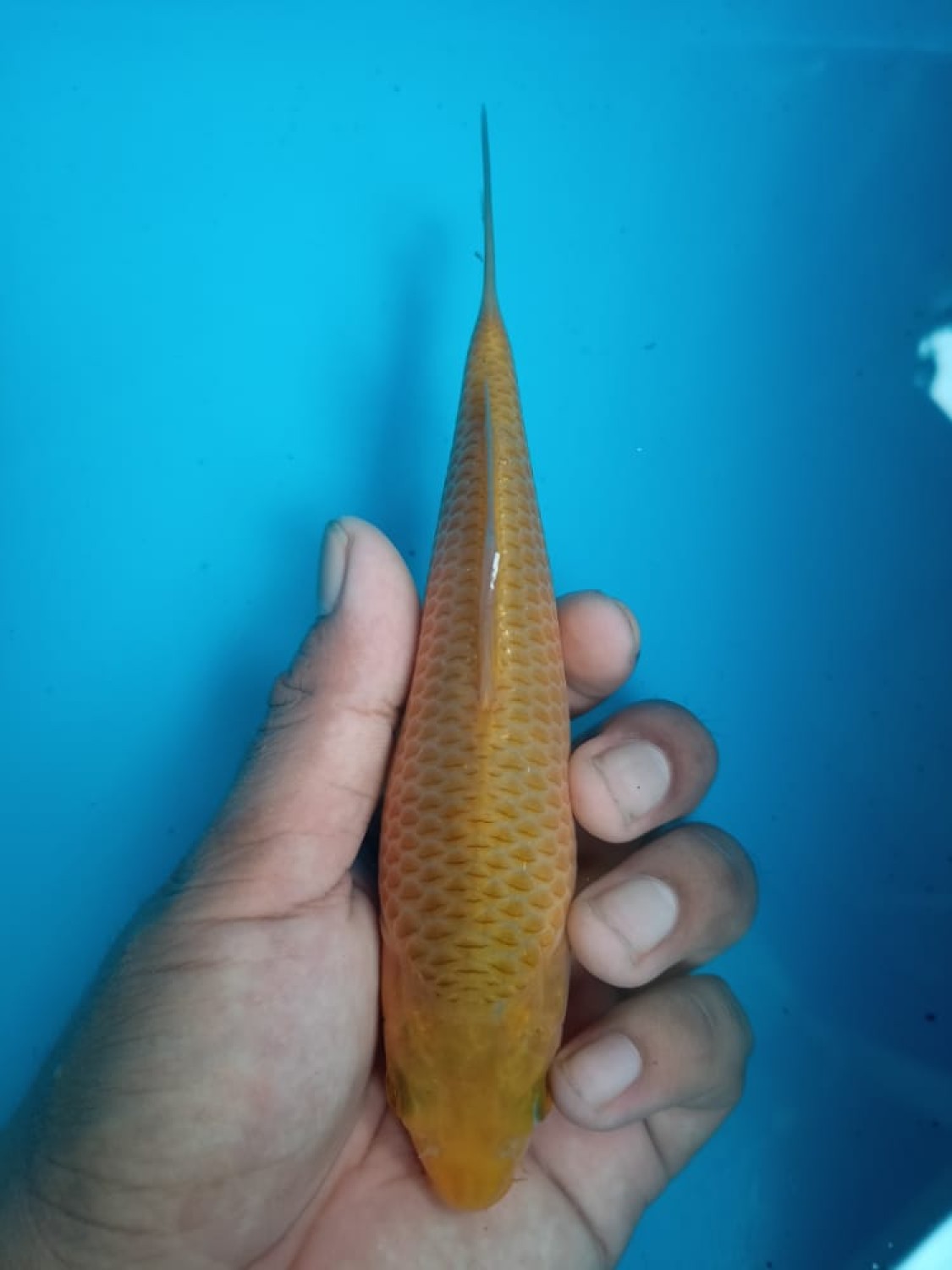 Juara 3