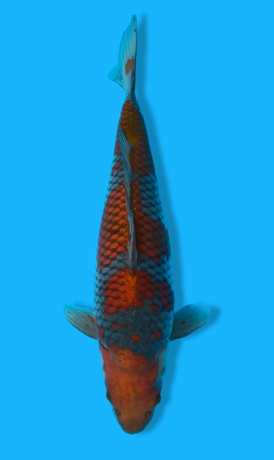 Juara 1