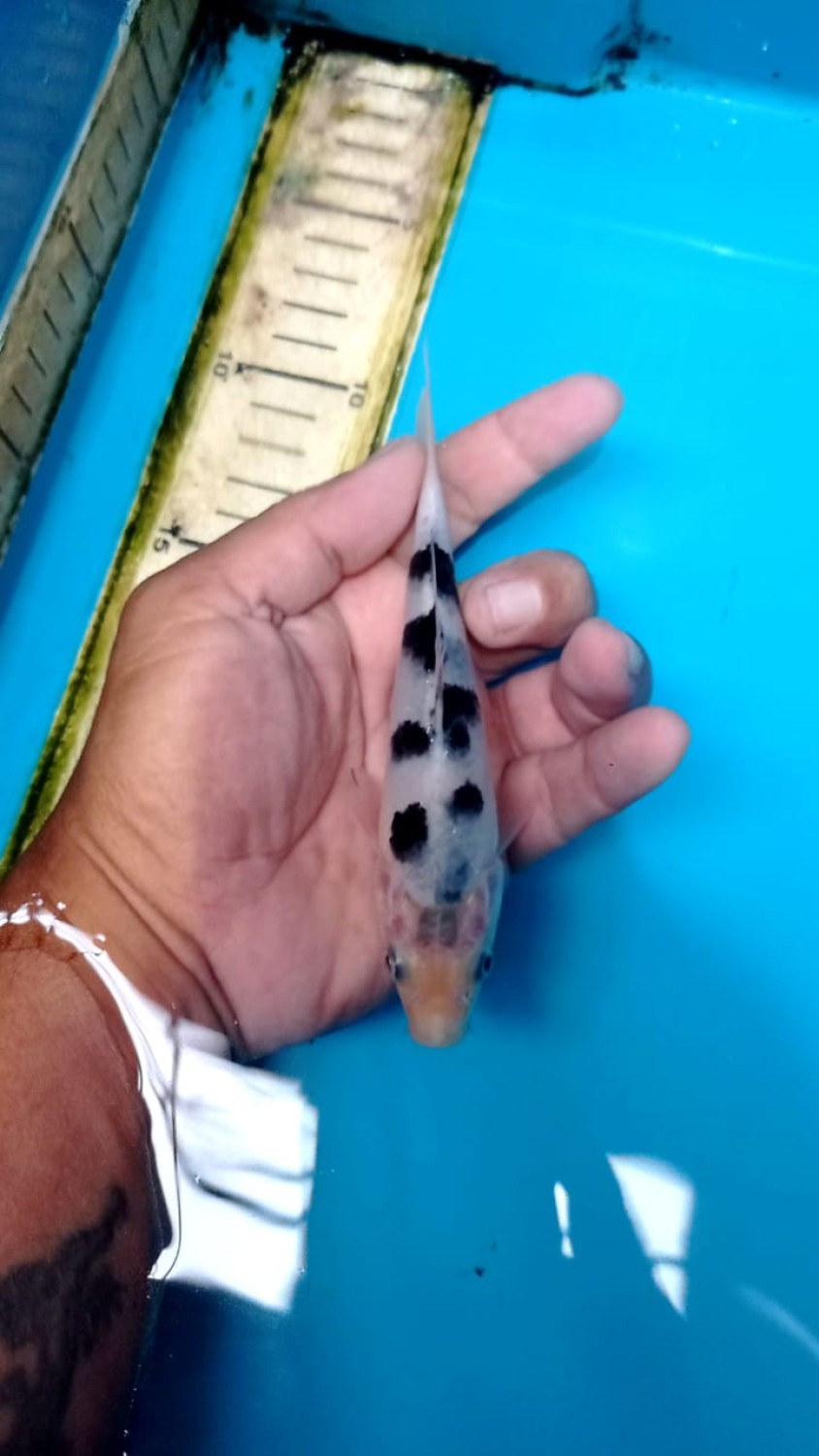 Juara 5