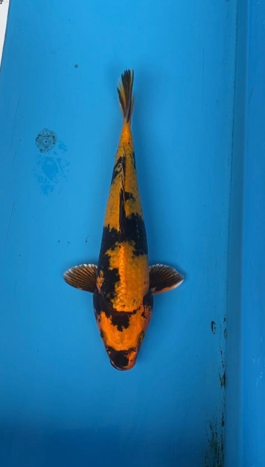 Best In Size D 21-25 cm