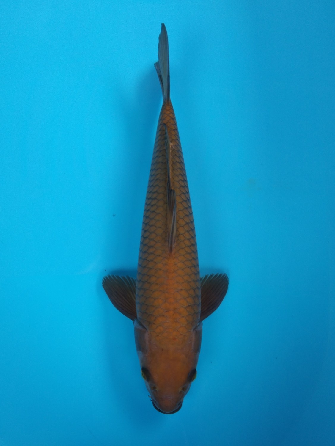 Juara 4