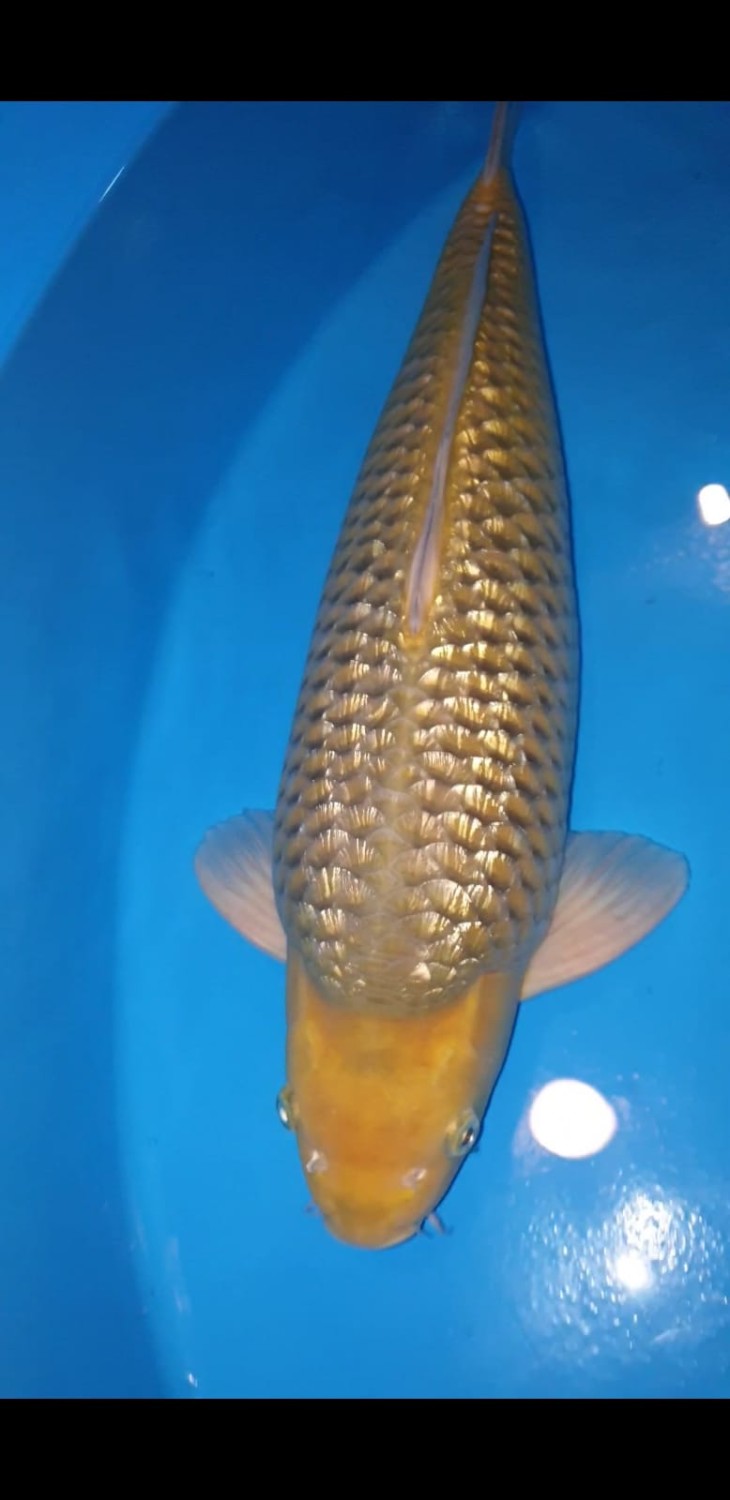 Juara 4