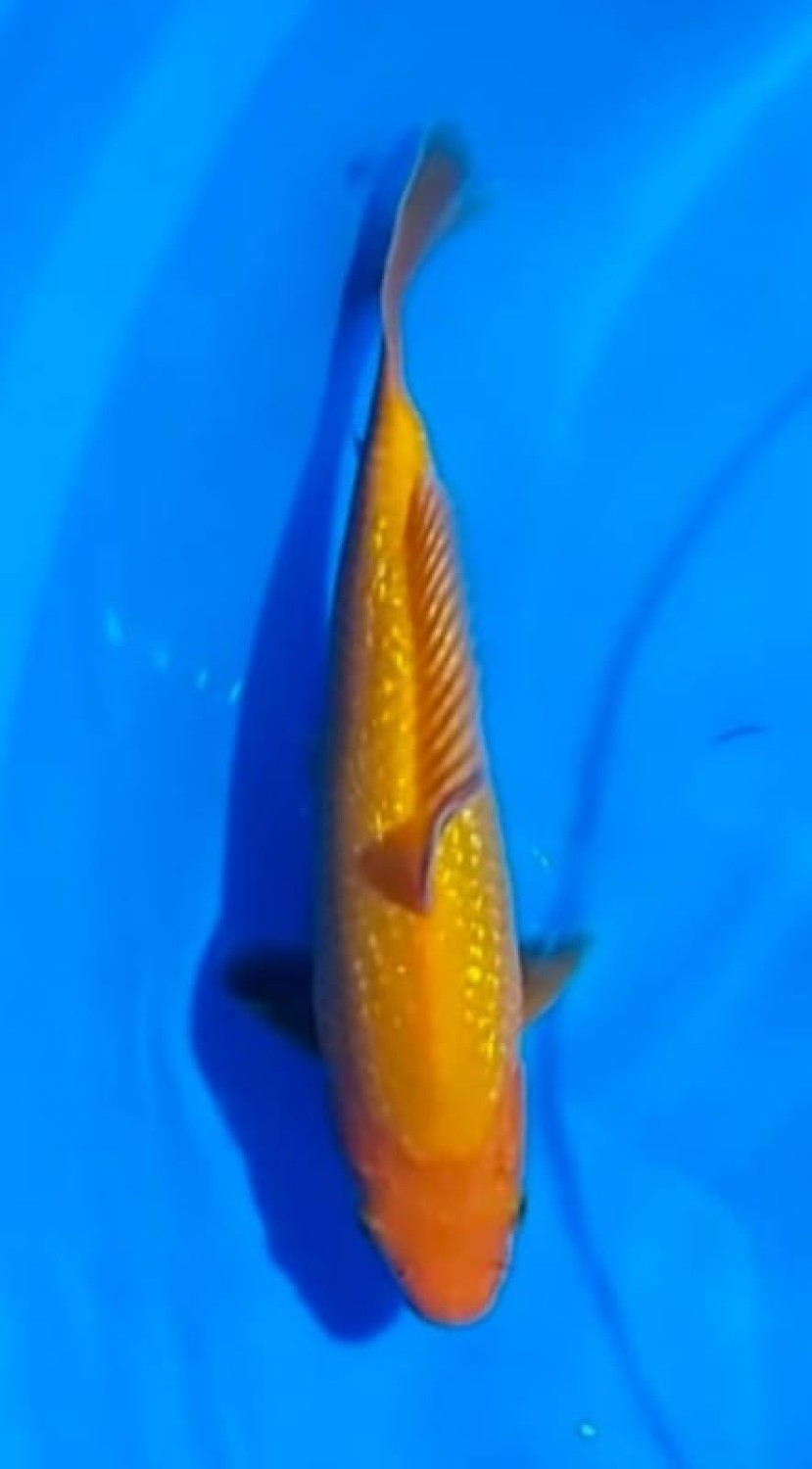 Kamboja Prize 30 Bu