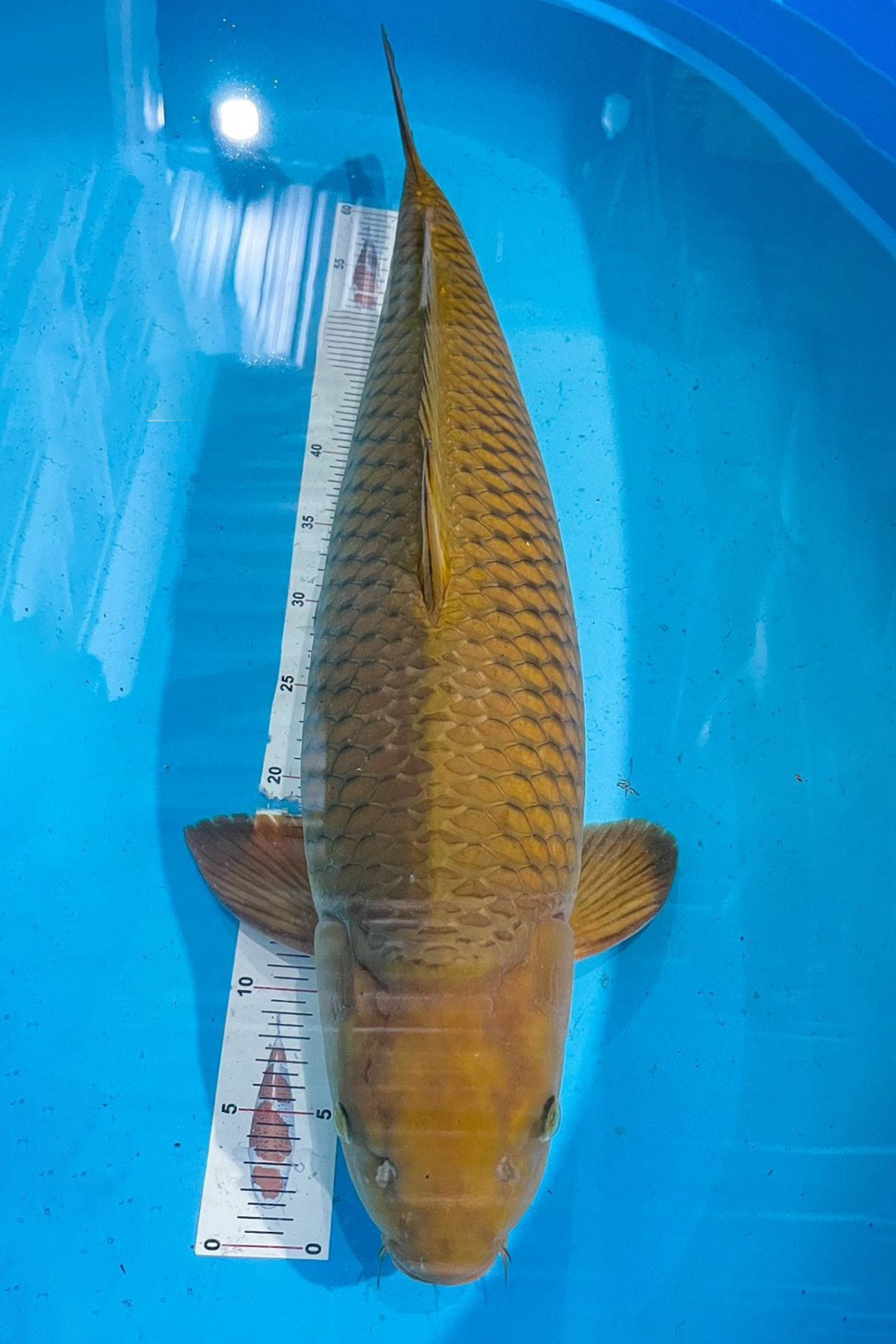 Juara 2