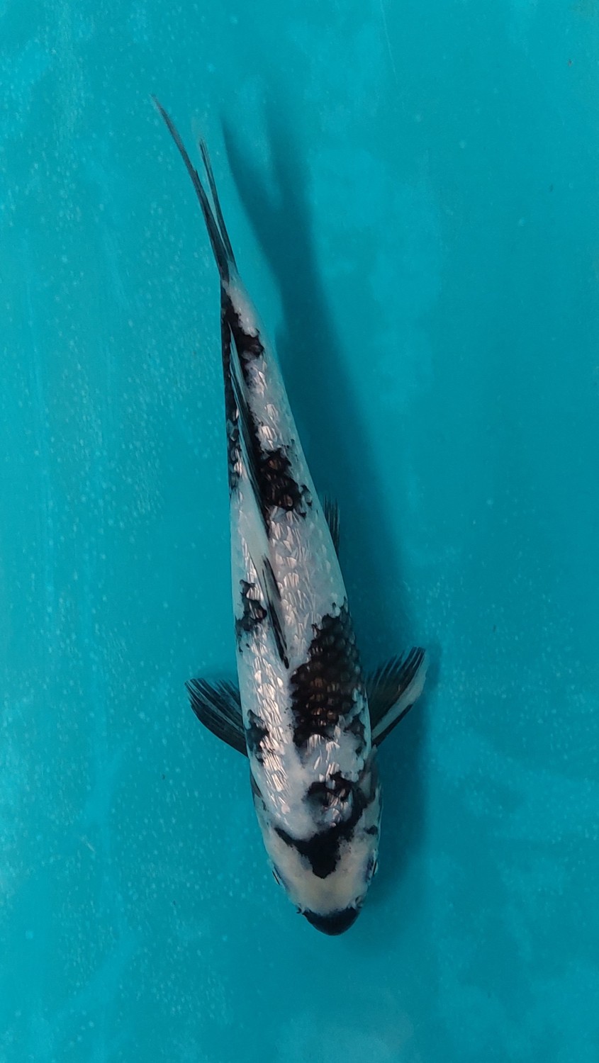 Juara 1