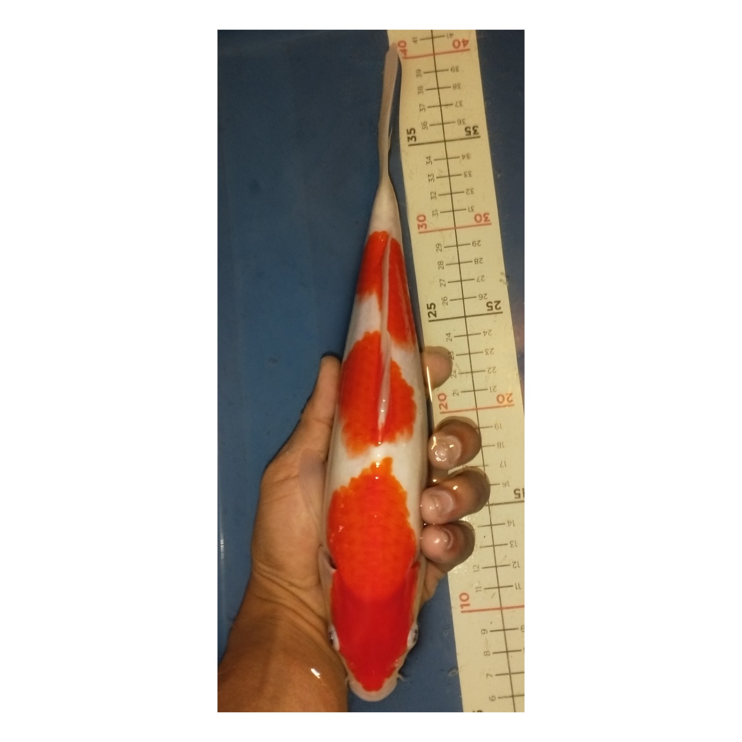 Juara 3
