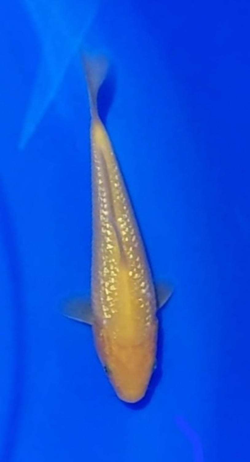 Juara 2