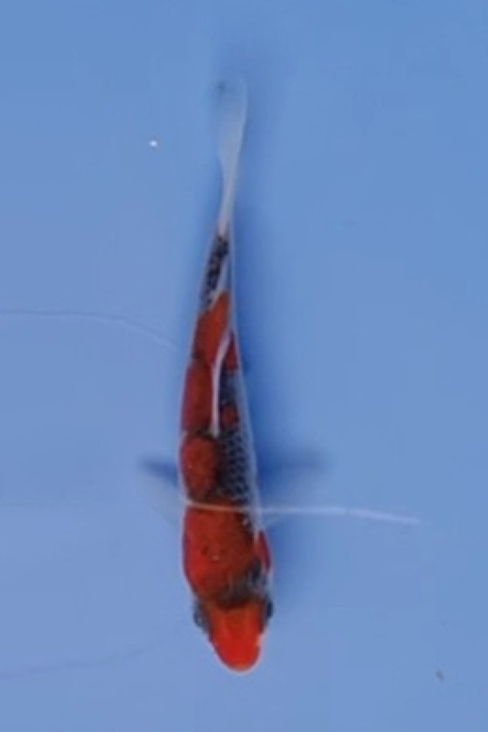 Juara 1