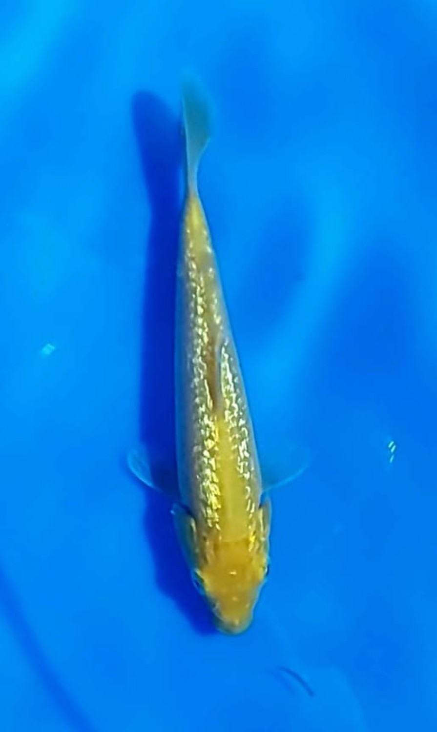 Juara 4