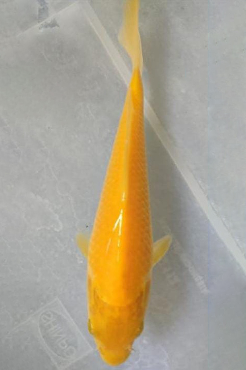 Juara 1