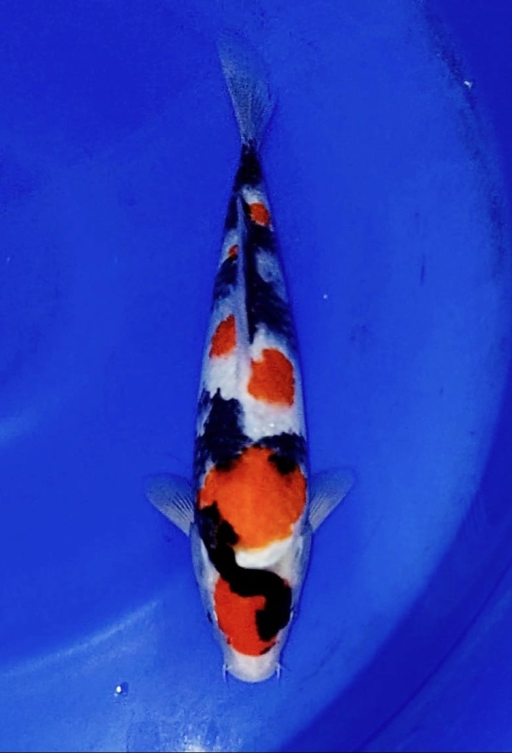 Juara 2