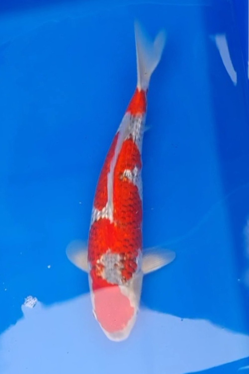 Juara 2