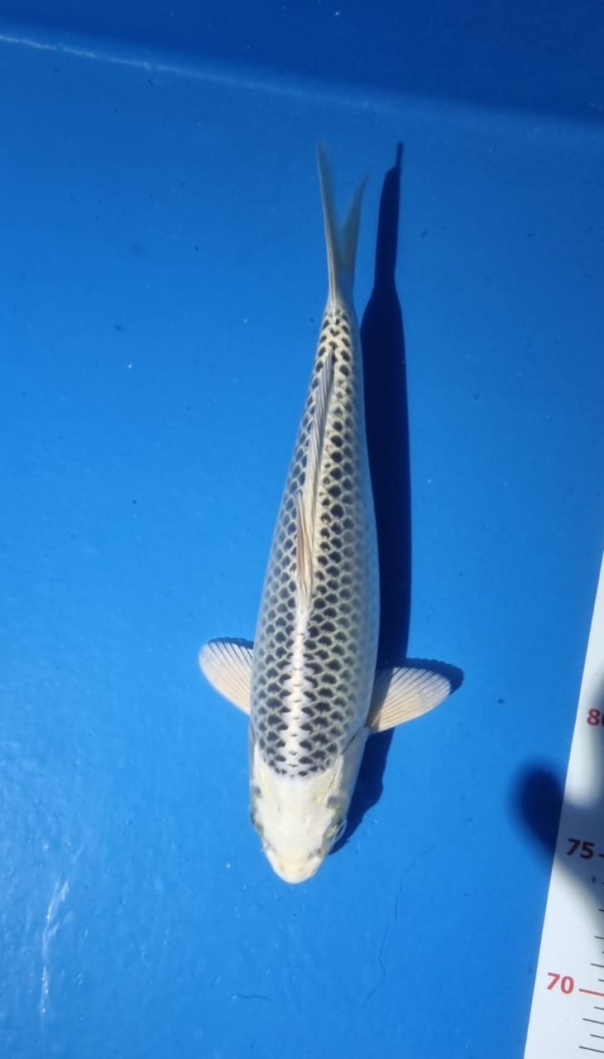 Juara 1