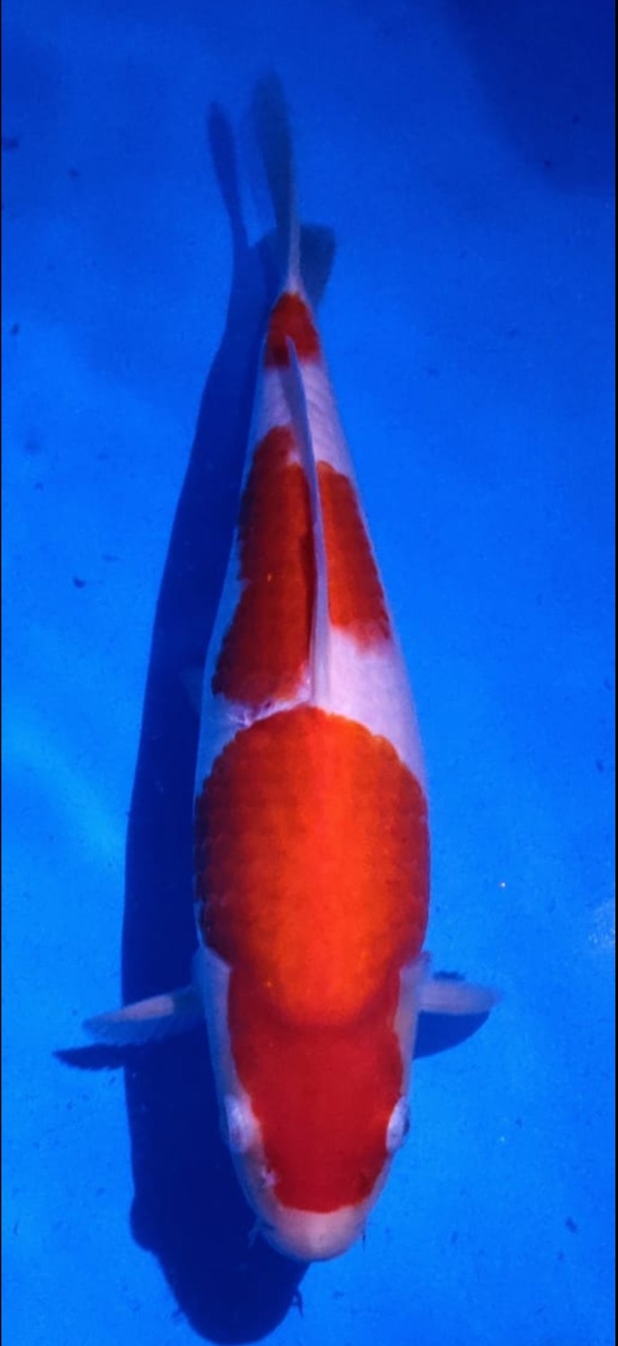 Juara 2