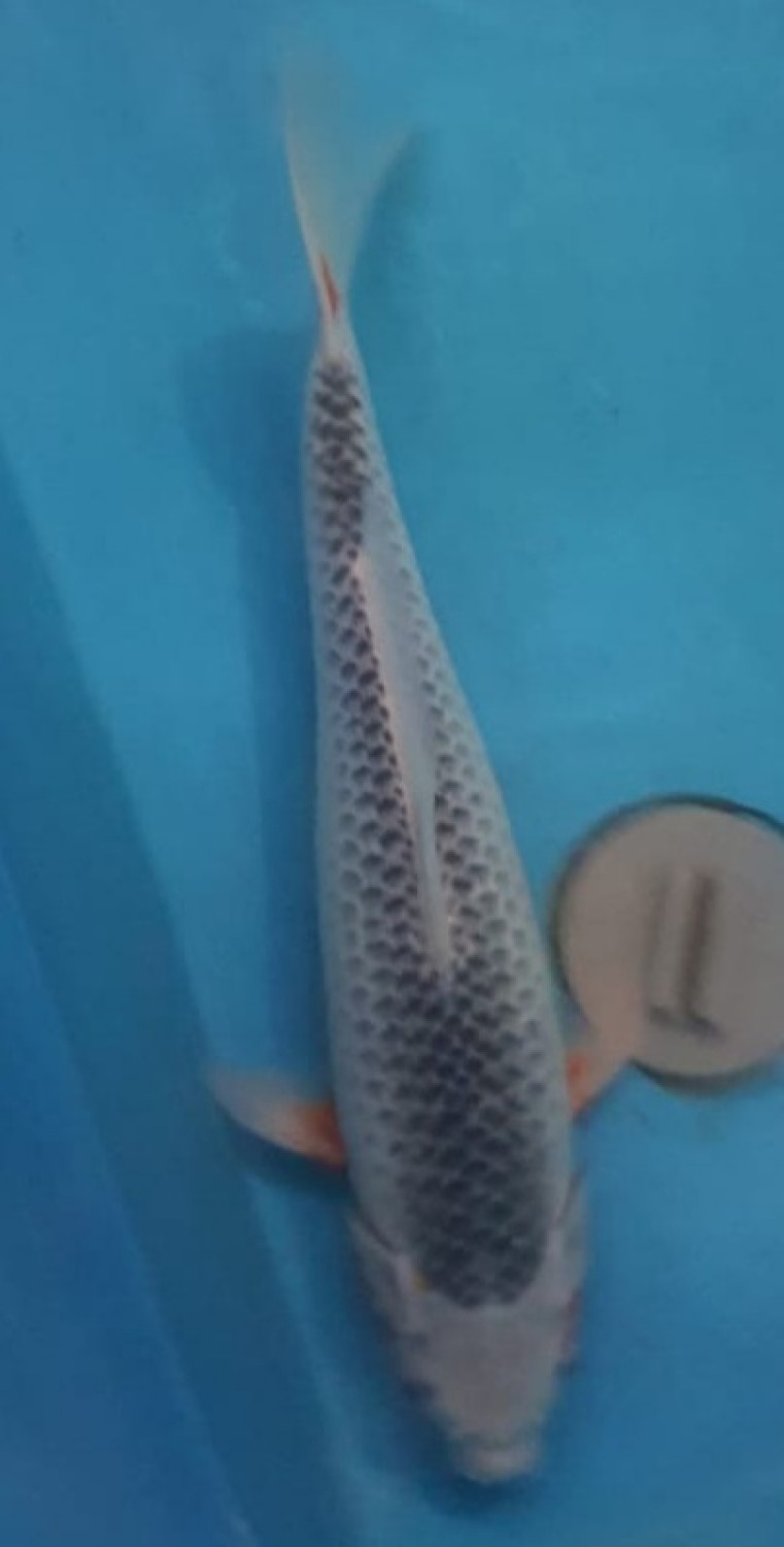Juara 2