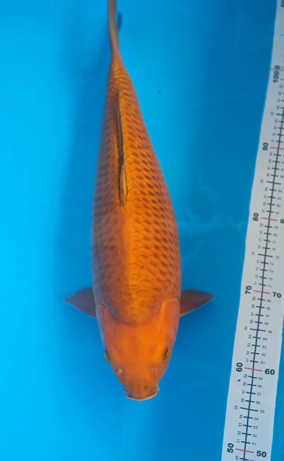Juara 1