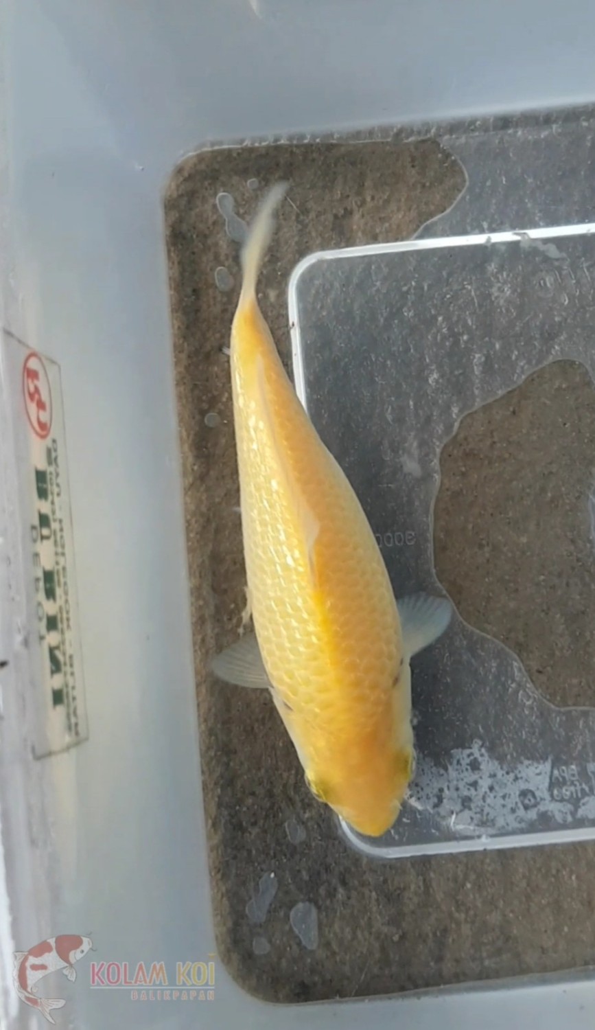 Juara 1