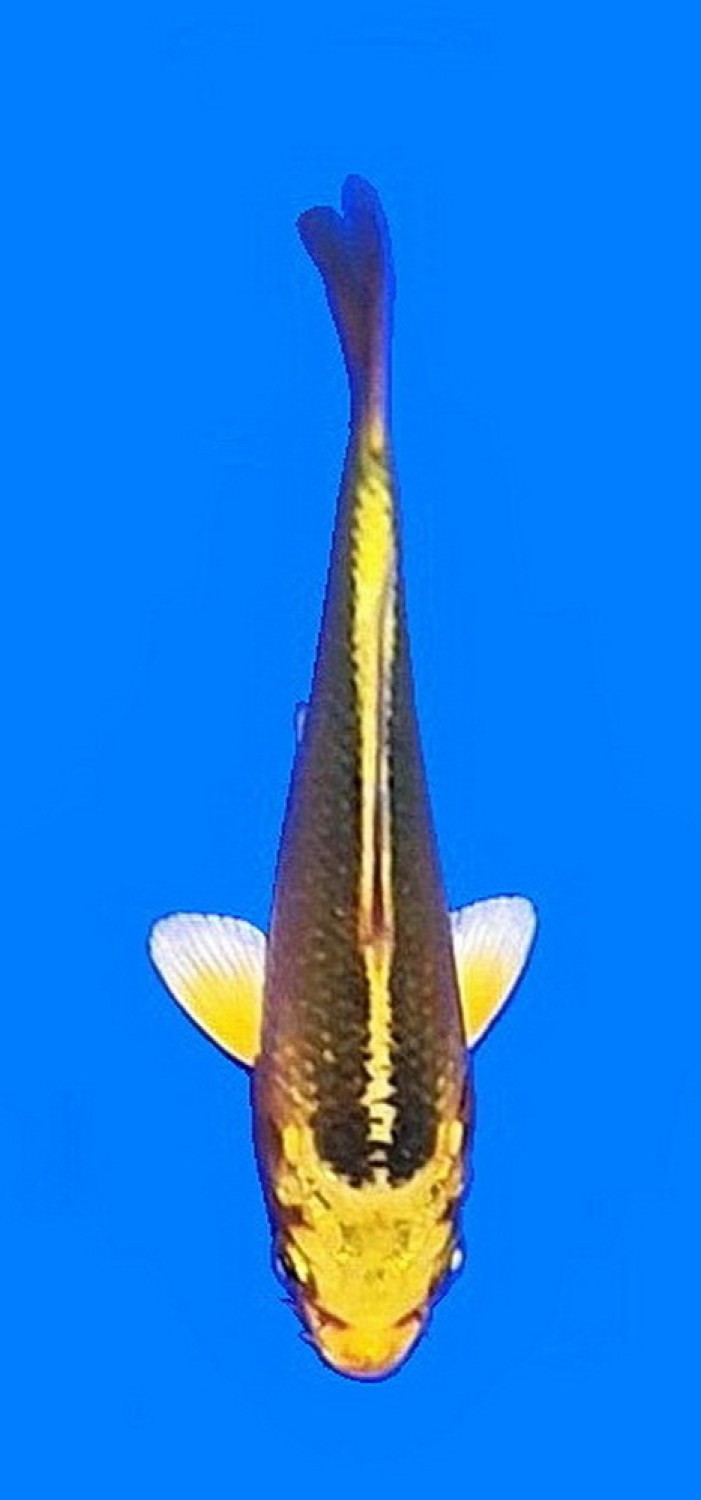 Juara 3