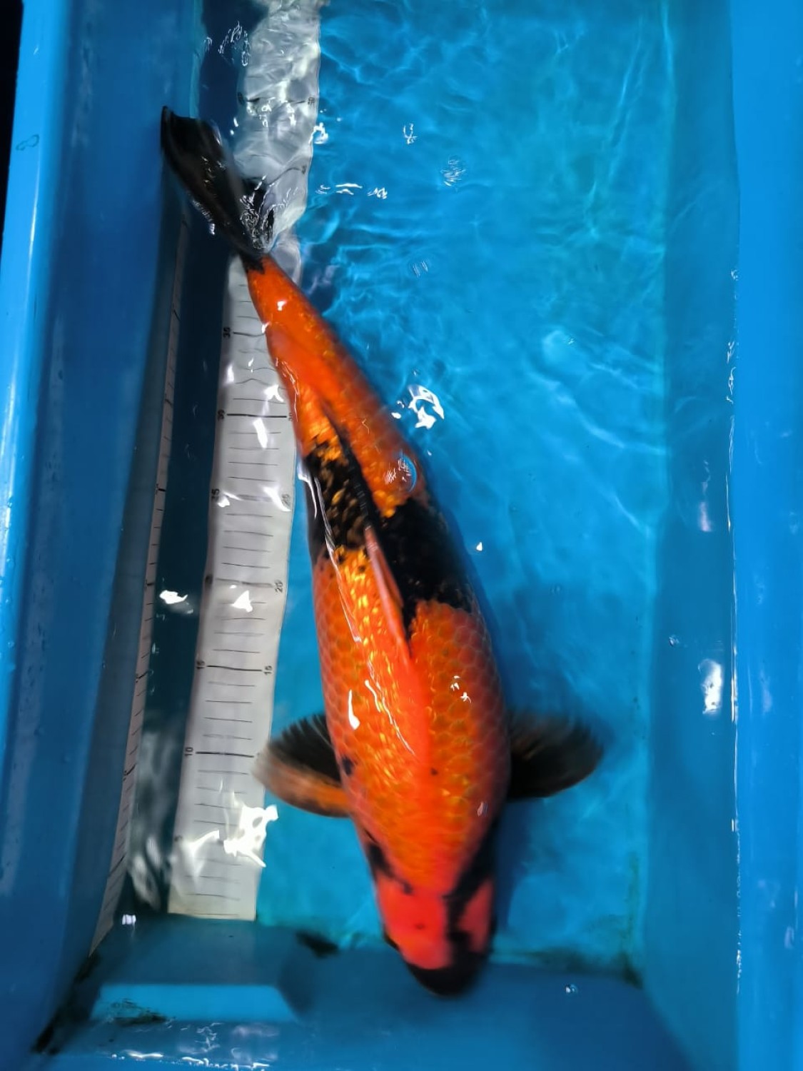 Juara 2