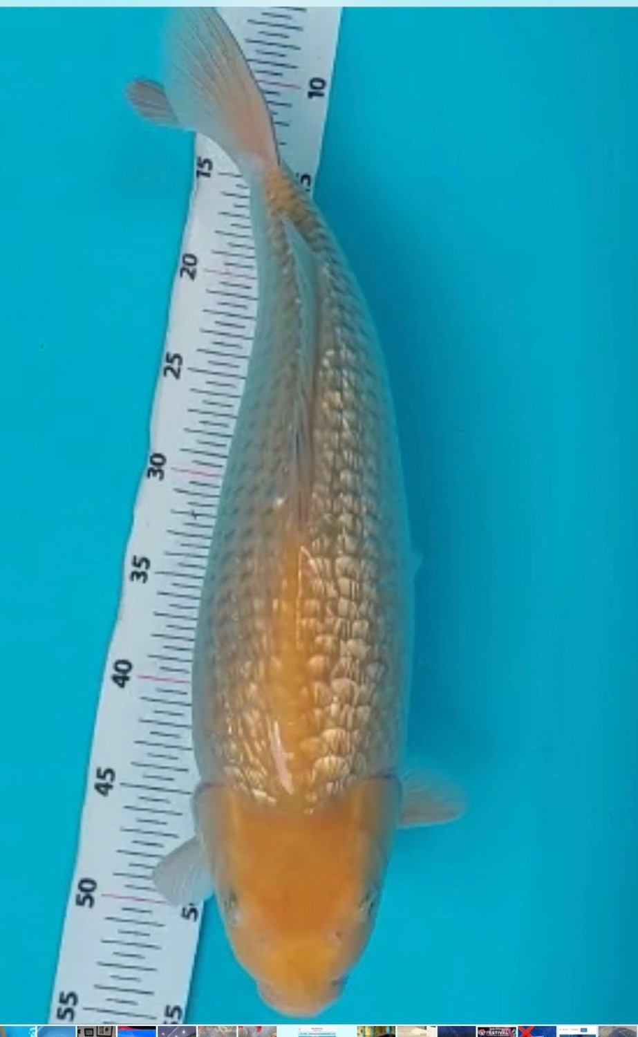 Kamboja Prize 45 Bu