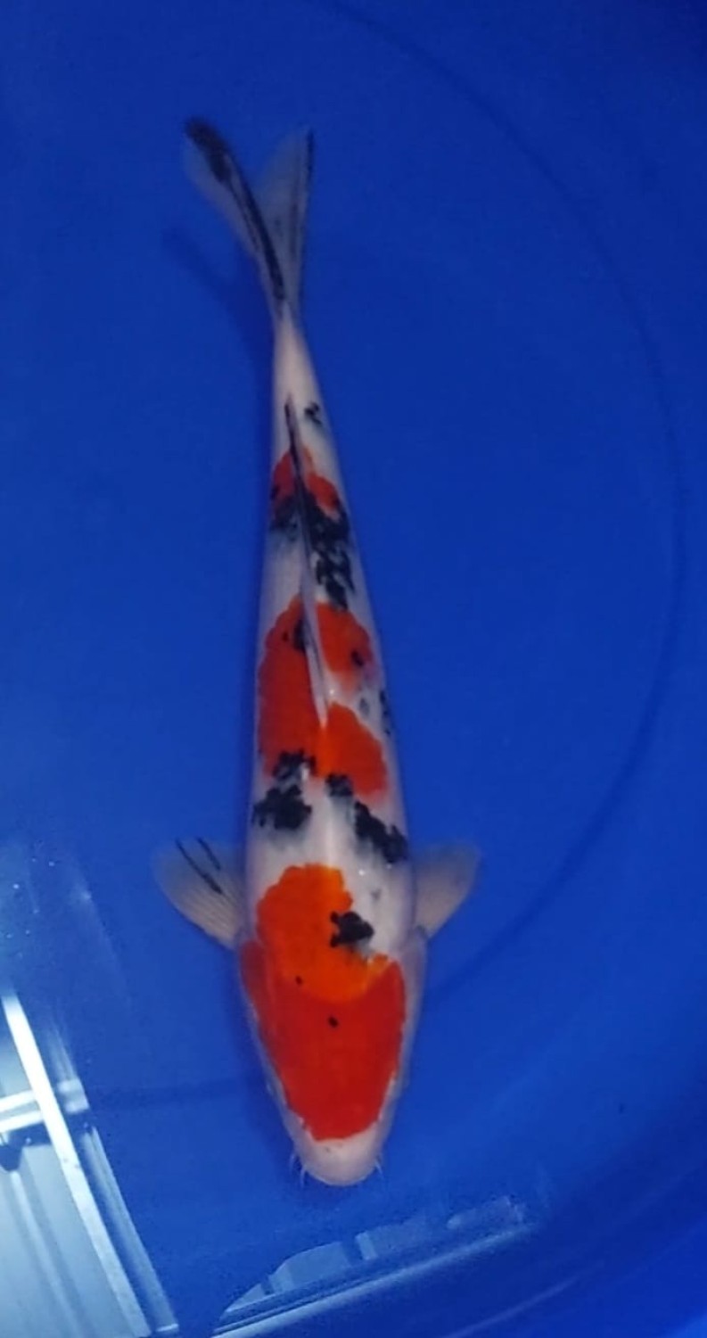 Juara 2
