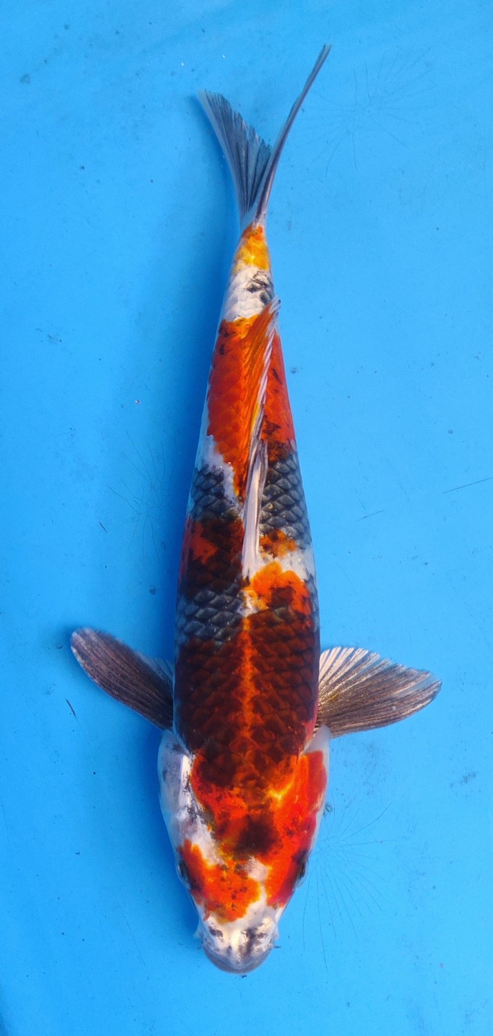 Juara 1
