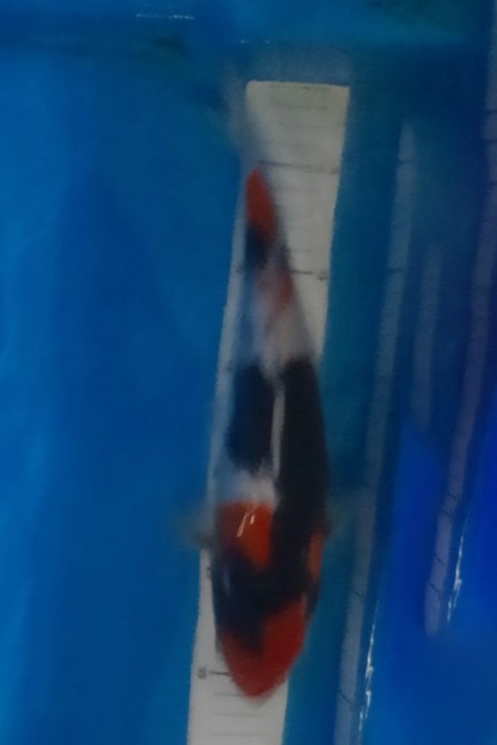 Juara 3