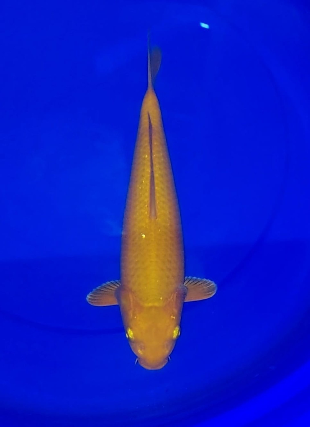Juara 1